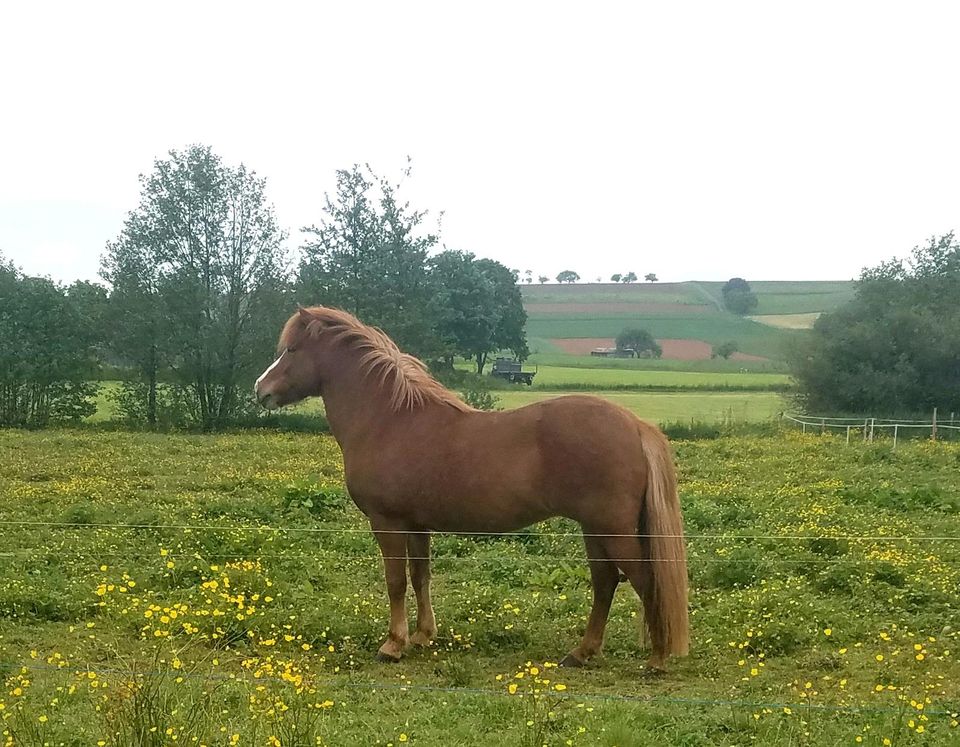 Reitbeteiligungen auf meinen Isländern in Münchhausen