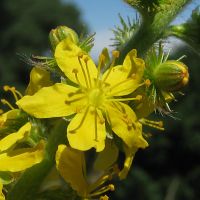 Odermennig Agrimonia eupatoria Heilpflanze BIO Magen Darm Singen Niedersachsen - Westerstede Vorschau