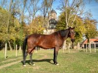 Idyllischer Offenstallplatz für Rentnerpony Köln - Roggendorf/Thenhoven Vorschau