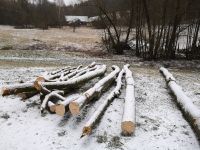 Brennholz Buche Thüringen - Frankenblick Vorschau