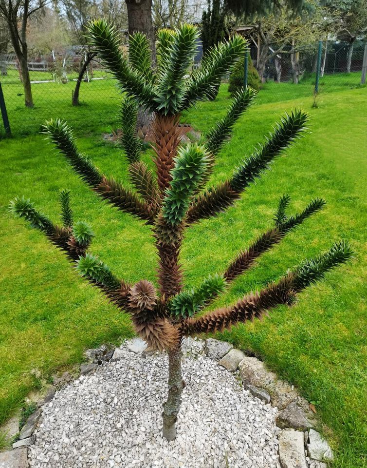 Araucaria araucana, Andentanne Affenbaum Schmucktanne 155 cm hoch in Hörselberg-Hainich