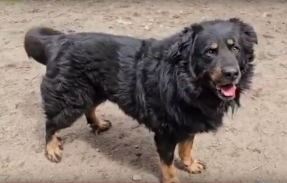 ARES Berner Sennenhund/Schäferhund Mix geb.10/18 a.d.Tierschutz in Schwarmstedt