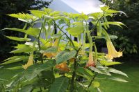 Engelstrompeten Brugmansia Datura (Auch falsch „Trompetenbaum“) Nordrhein-Westfalen - Bad Honnef Vorschau