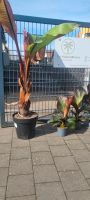 Ensete Ventricosum Maurelli rote Bananenpflanze Niedersachsen - Sehnde Vorschau