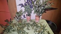 Kunstpflanzen Kunstblumen mit Topf mediterran Olive Lavendel Nordrhein-Westfalen - Gelsenkirchen Vorschau