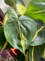 Ableger Philodendron Brasil Steckling Nordrhein-Westfalen - Mechernich Vorschau