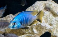 Malawi Buntbarsch Nachzuchten - Placidochromis Jalo Reef Nordrhein-Westfalen - Selfkant Vorschau