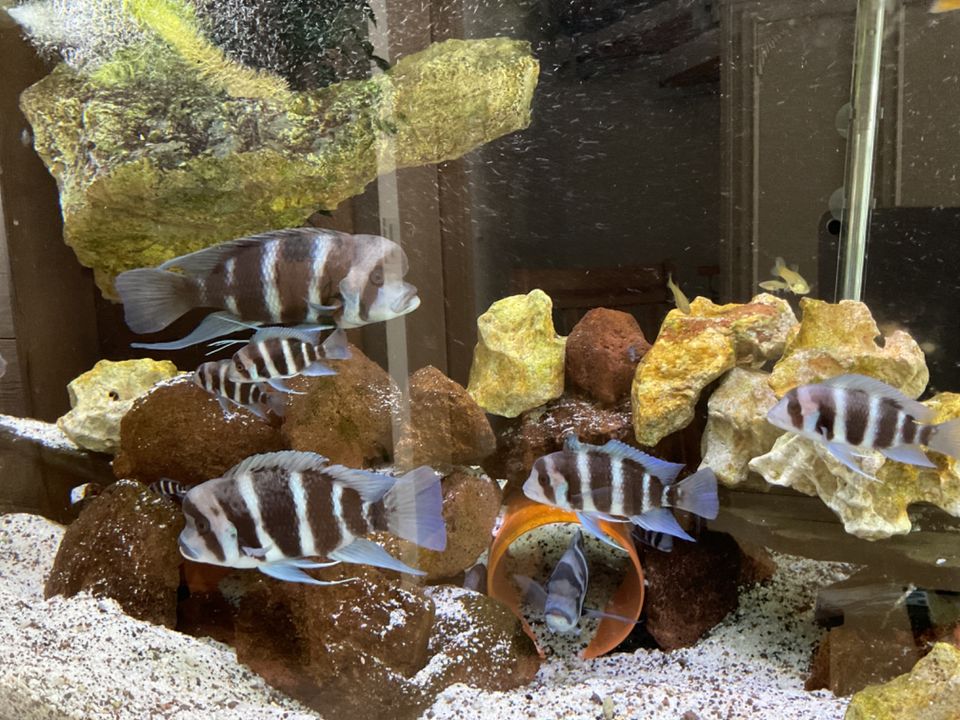 Junge Tanganjika-Beulenkopf (Cyphotilapia frontosa) 5-6cm in Rednitzhembach