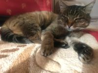 Katze Lucy vermisst Baden-Württemberg - Kirchheim unter Teck Vorschau