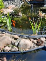 Teichfische Goldfische Jungfische Niedersachsen - Braunschweig Vorschau