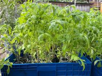 Gemüsepflanzen: Tomaten, Gurken, Zucchini, Peperoni, Physalis Baden-Württemberg - Reilingen Vorschau