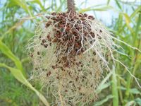 Arbuskuläre Mykorrhizapilze (AM) - Pflanzen stärken/impfen Bayern - Tegernheim Vorschau