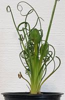 Albuca Spiralis Frizzle Sizzle mit 2 Blüten Baden-Württemberg - Nußloch Vorschau