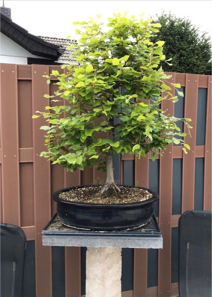 Gartenstele Bonsai Betonstele ca 110cm in Otterstadt