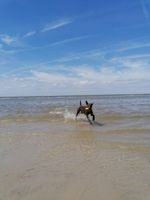 Hundephysiotherapie/ Hundeosteopathie Nordfriesland - Husum Vorschau