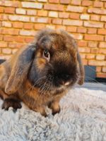 Mini Lop Rammler Hessen - Bebra Vorschau