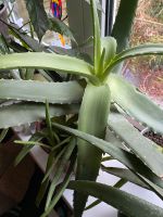 Aloe Vera Pflanzen Wandsbek - Hamburg Tonndorf Vorschau