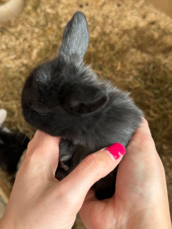 Zwergkaninchen Pärchen !!!SUCHT DRINGEND NEUES ZU HAUSE!!! in Hagen