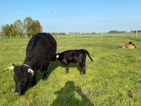 Dexter Kuh mit Kalb Absetzer Rind Kuh Färse Zwergrind Bayern - Karlskron Vorschau