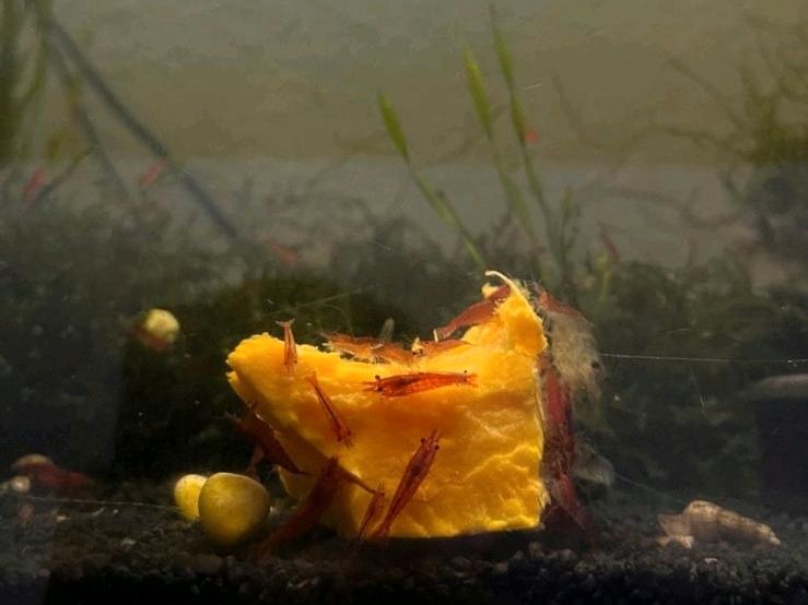 ✅️ Red Fire Garnelen Neocaridina Aquarium Rote Garnele einfach in Konstanz