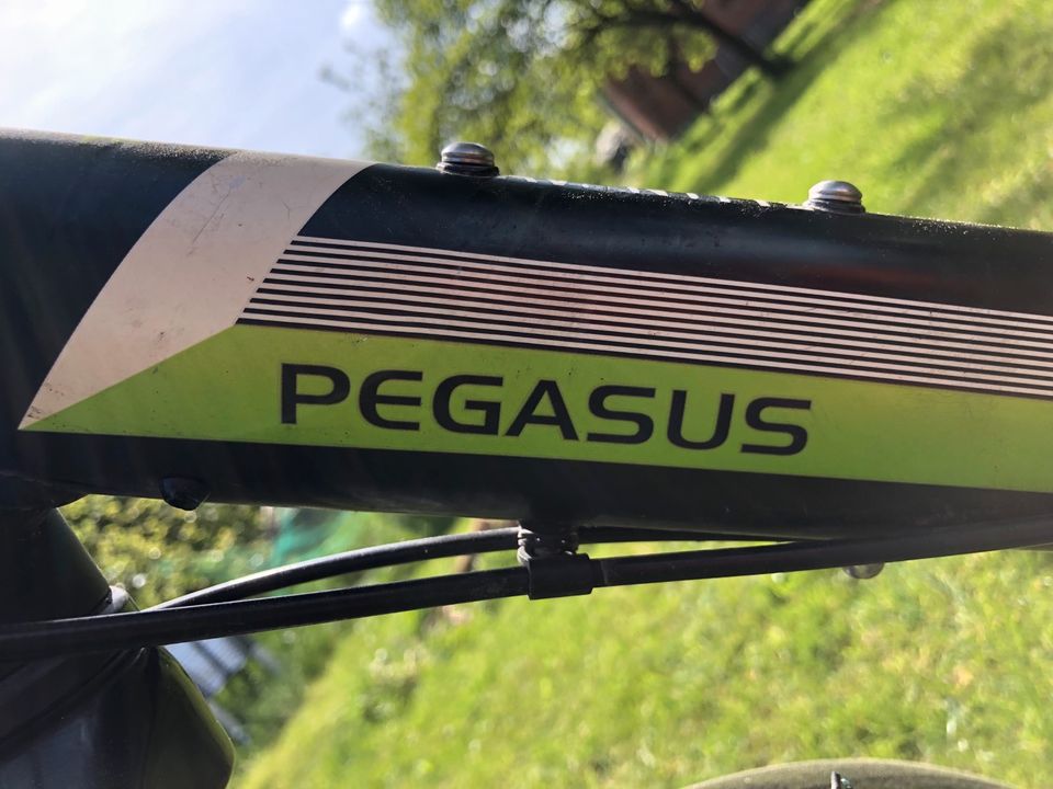 Fahrrad Pegasus Avanti Kid 24“ in Nortorf