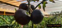 Schwarze Tomaten Samen Baden-Württemberg - Mannheim Vorschau