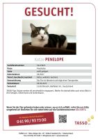 Katze vermisst Nordrhein-Westfalen - Rösrath Vorschau