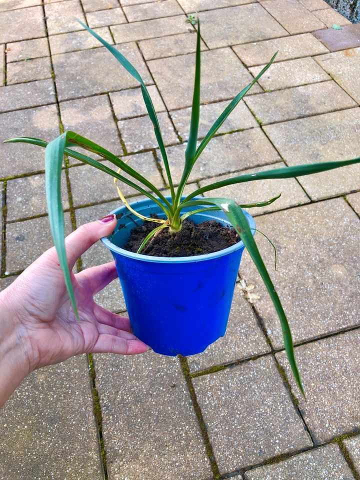 Stauden Palmlilie Garten-Yucca filamentosa winterhart bis -20°C in Morbach