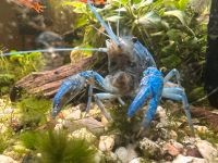 Blauer Floridakrebs - Procambarus alleni Bayern - Fürth Vorschau