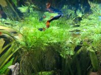 Schwimmpflanze Aquarium Niedersachsen - Wiefelstede Vorschau