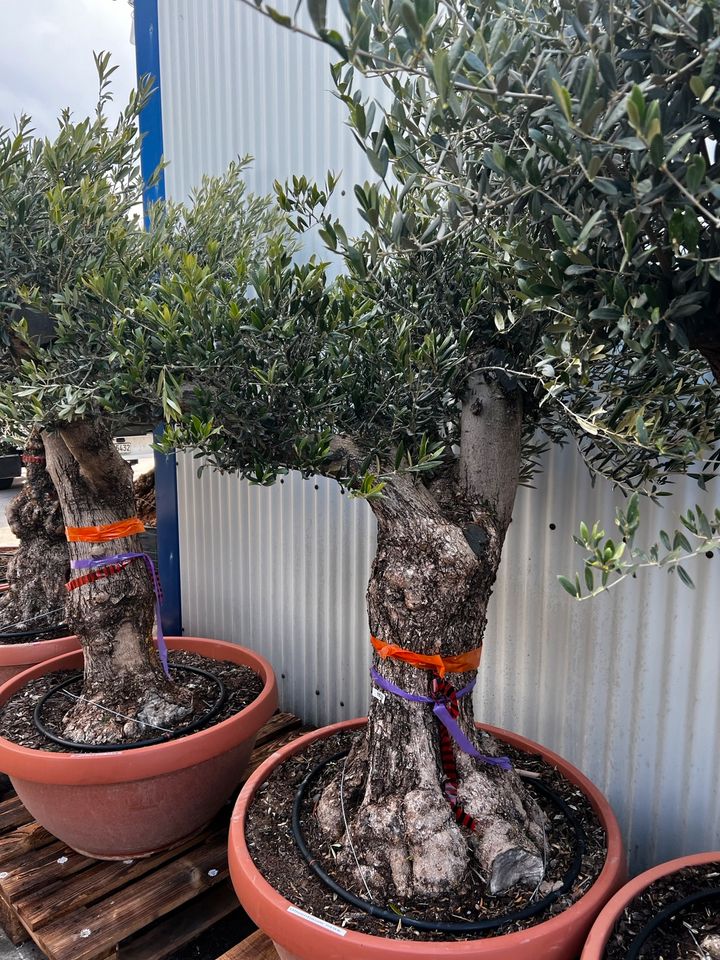 Olivenbaum olea europea winterhart in Altlußheim