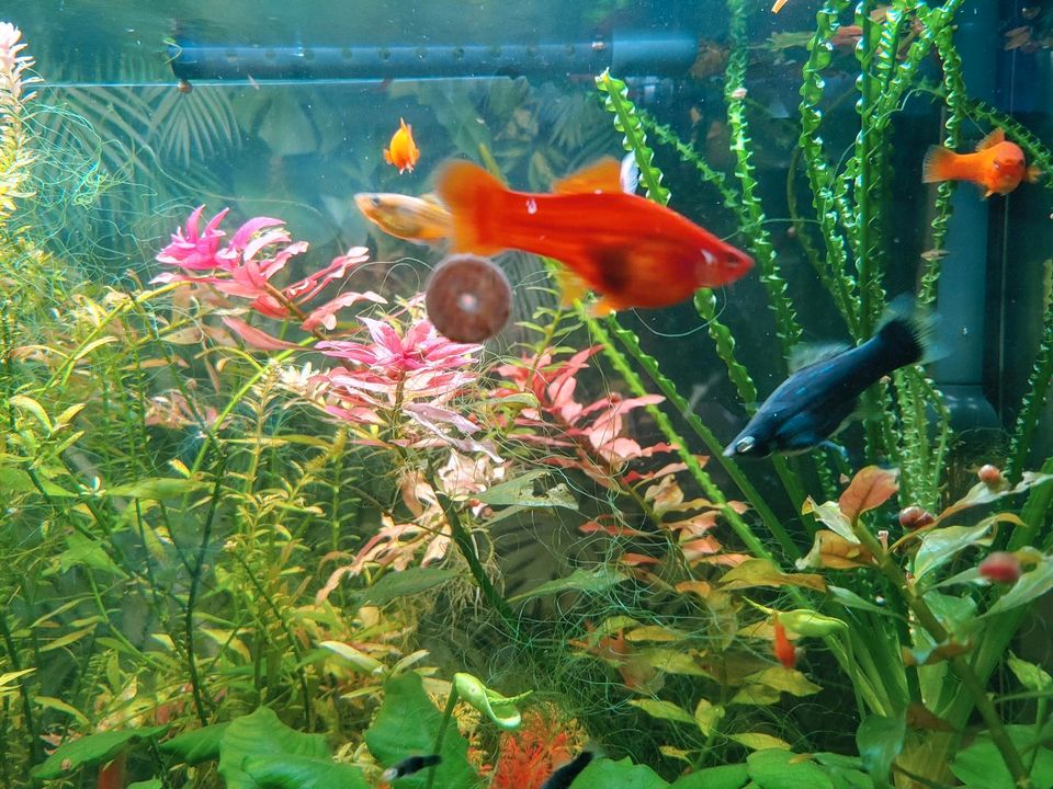 Schwertträger Fische Aquarium aus Hobbyzucht schwarz / orange in Rotenburg