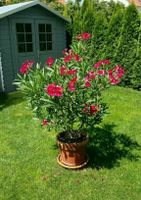 Oleander Samen (Nerium oleander) rot 30 St. Baden-Württemberg - Holzgerlingen Vorschau