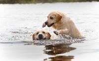 Labrador Hündin Gelb Güstrow - Landkreis - Laage Vorschau