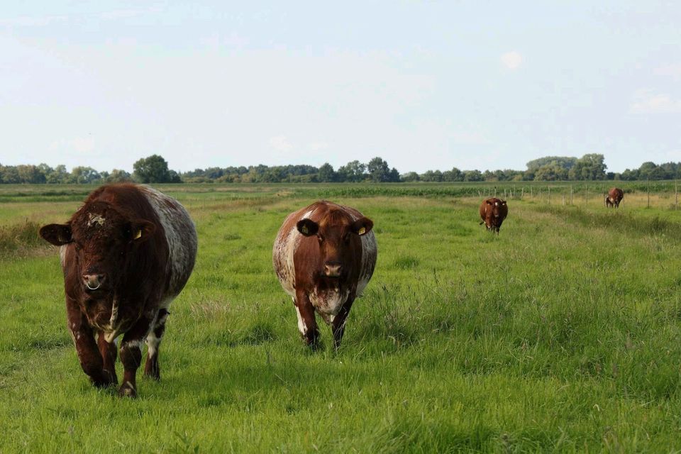 Rindfleisch aus Weidehaltung in Himmelpforten