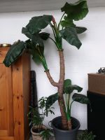 Bananenbaum Künstlich 250cm Bayern - Volkach Vorschau