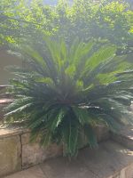 Palme Cycas 2x2m Sagopalmfarn Rheinland-Pfalz - Rülzheim Vorschau