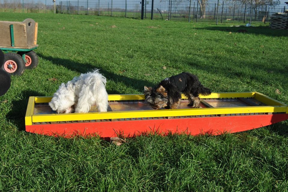 Welpenkurs - Früherziehung & Sozialisierung inkl.Hundepension in Großbeeren