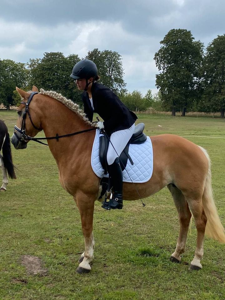 Reitbeteiligung Haflinger Stute Nancy in Schwaan