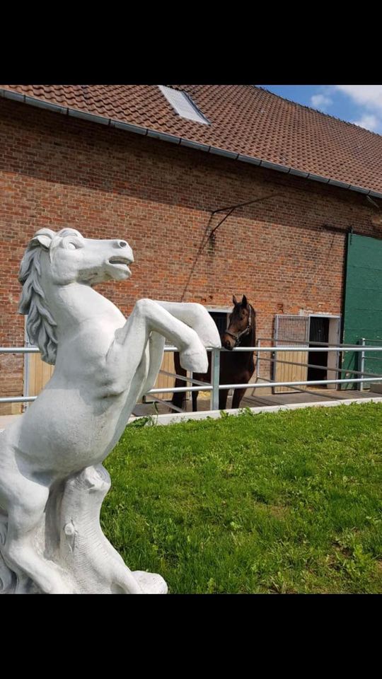 Reiterhof mit Reitplatz, Pferdeboxen, Häusern uvm! in Vechelde