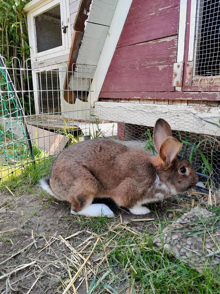 1 Jahr alter Hase weiblich in Rammingen