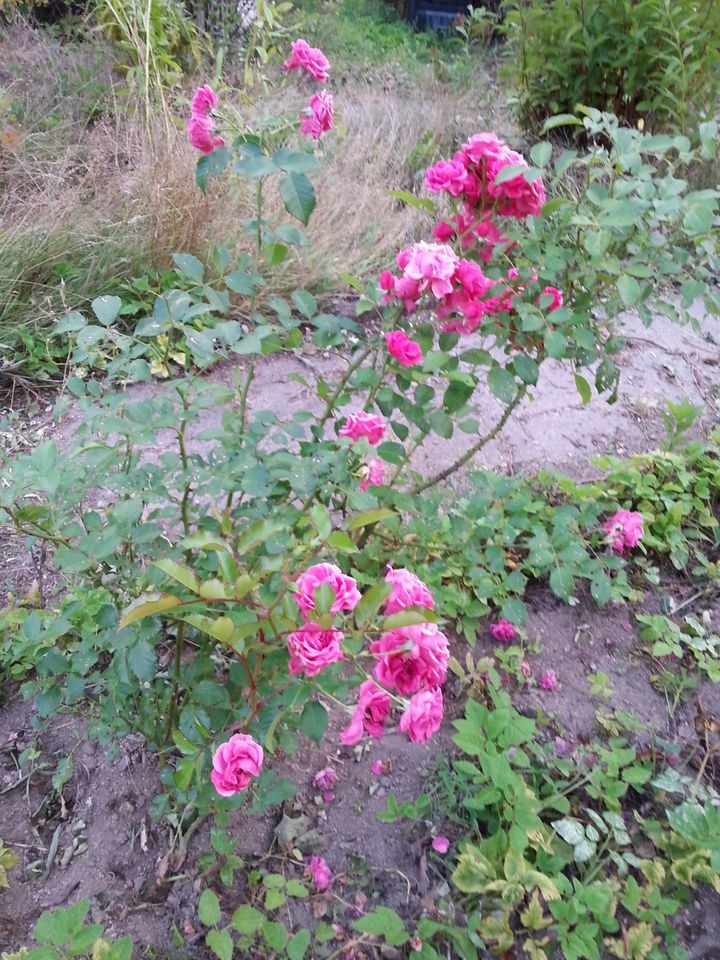 Kleingarten - Schrebergarten - Bungalow in Suhl