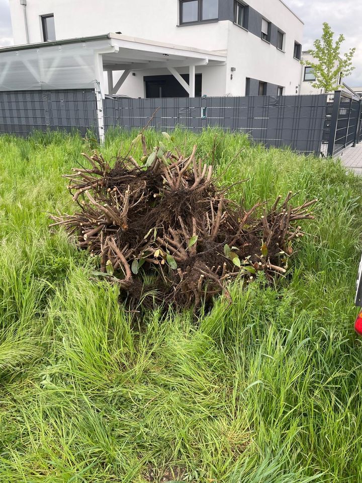Kirschlorbeer 80 Pflanzen frisch ausgegraben in Arnstadt