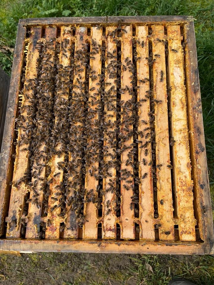 Bienenvölker zu verkaufen (Bienen, Wirtschaftsvolk) in Ingelheim am Rhein