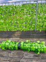 künstliche Sichtschutz- Deko- Hecke Efeu grün, 7 Rollen, 20 m Friedrichshain-Kreuzberg - Friedrichshain Vorschau