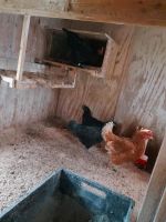 Hühner aus eigener Aufzucht Hessen - Twistetal Vorschau