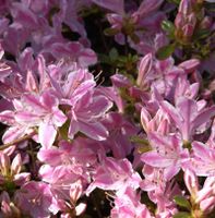 Japanische Azalee Kermesina Rose 20-25cm - Rhododendron obtusum Niedersachsen - Bad Zwischenahn Vorschau