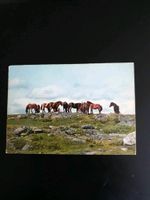 Pferdepostkarten Norwegen Normanns Kunstforlag Bremen-Mitte - Bremen Altstadt Vorschau
