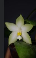 Phal Bellina alba Innenstadt - Köln Altstadt Vorschau