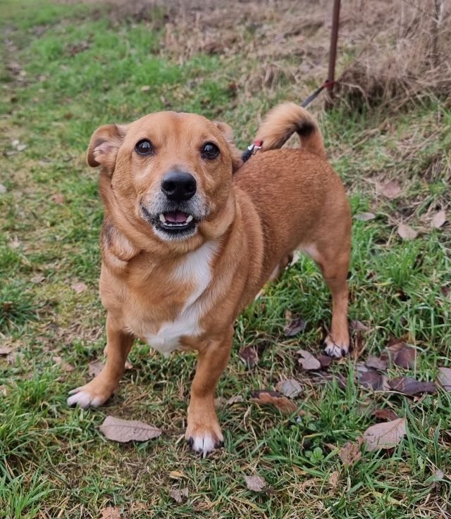 Puschek, Frauenhund in Herzfelde